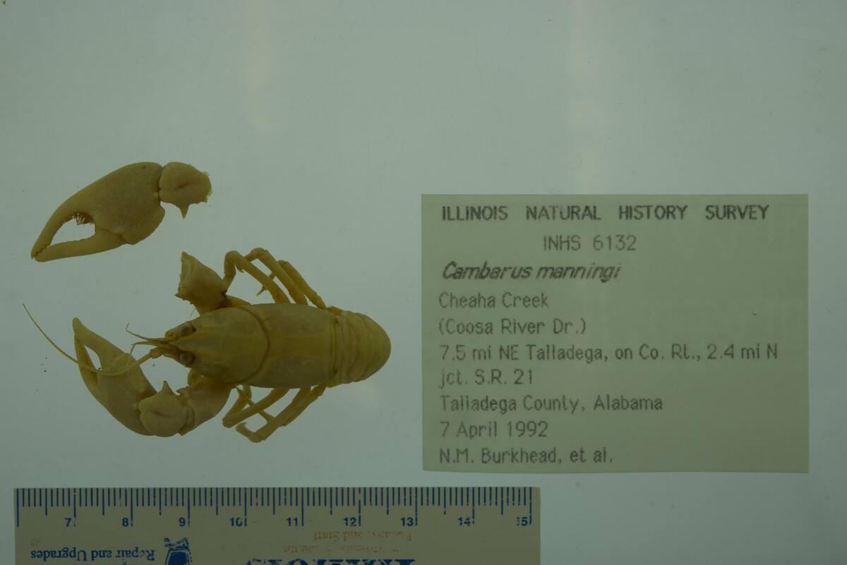 Cambarus manningi image